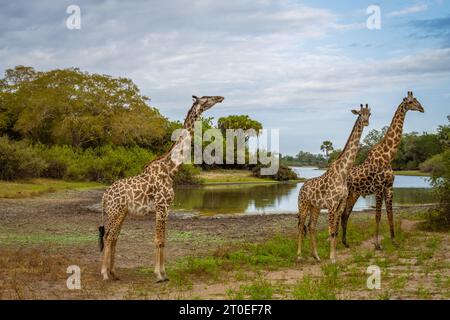 Trois girafes en liberté dans le parc national de Selous en Tanzanie Banque D'Images