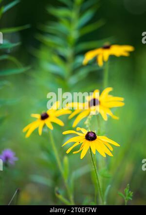 Photographier les fleurs sauvages est un passe-temps préféré de la mienne et Door County Wisconsin me donne amplement l'occasion de le faire. Banque D'Images