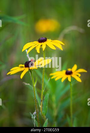 Photographier les fleurs sauvages est un passe-temps préféré de la mienne et Door County Wisconsin me donne amplement l'occasion de le faire. Banque D'Images