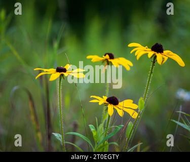 Photographier les fleurs sauvages est un passe-temps préféré de la mienne et Door County Wisconsin me donne amplement l'occasion de le faire. Banque D'Images