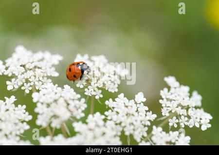 Coccinelle (Seven-spot, Coccinella septempunctata) sur un ombeau floral, Parc naturel de Pfälzerwald, Réserve de biosphère de Pfälzerwald-Nordvogesen, Allemagne, Rhénanie-Palatinat Banque D'Images