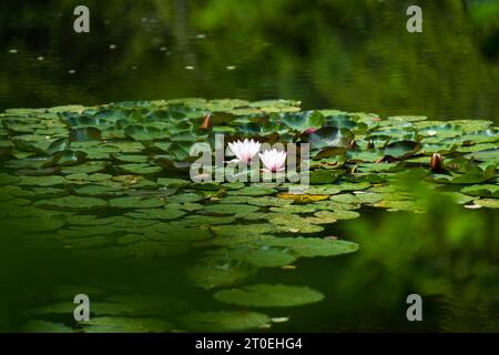 Nénuphars, fleurs roses délicates et feuilles flottantes dans l'eau sombre d'un lac, Parc naturel de Pfälzerwald, Réserve de biosphère de Pfälzerwald-Nordvogesen, Allemagne, Rhénanie-Palatinat Banque D'Images