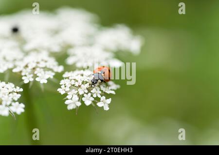 Coccinelle (Seven-spot, Coccinella septempunctata) sur un ombeau floral, Parc naturel de Pfälzerwald, Réserve de biosphère de Pfälzerwald-Nordvogesen, Allemagne, Rhénanie-Palatinat Banque D'Images