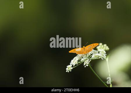 Un fritillaire argenté (Argynnis paphia) est assis sur une ombelle à fleurs blanches, parc naturel de Pfälzerwald, réserve de biosphère de Pfälzerwald-Nordvogesen, Rhénanie-Palatinat, Allemagne Banque D'Images