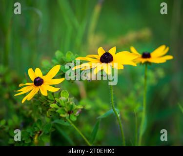 Photographier les fleurs sauvages est un passe-temps préféré de la mienne et Door County Wisconsin me donne amplement l'occasion de le faire. Banque D'Images