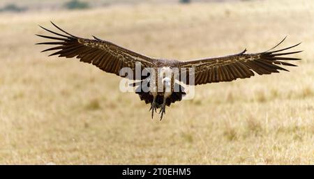 Young Rueppell's vautour Gyps rueppelli, Approach, Masai Mara Game Reserve, Kenya, Afrique Banque D'Images