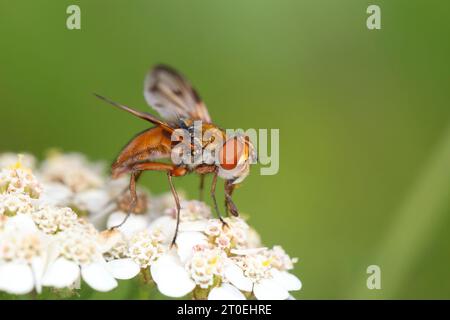 Mouche tachine à ailes larges (Ectophasia crassipennis) sur araignée (Achillea millefolium), mâle. Banque D'Images