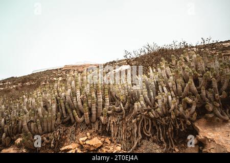 Maroc, Agadir, Kasbah Oufalla, végétation, Euphorbia Banque D'Images