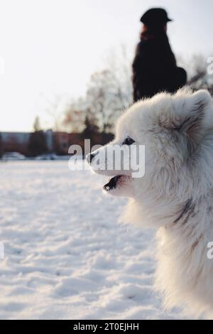 Samoyed chien aboyant à quelque chose avec fond de neige. Vue de profil de chien blanc moelleux mignon dans le parc sur une journée ensoleillée d'hiver. Chien arctique race hiver sc Banque D'Images