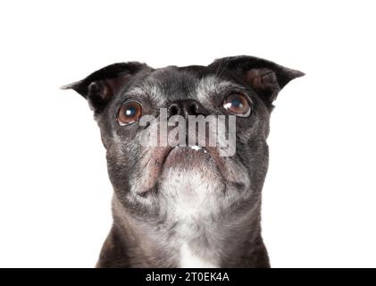 Chien mignon avec du yaourt sur la bouche en espérant plus de nourriture tout en levant les yeux. Le chien senior adore manger du yaourt nature. Probiotiques pour chien. 9 ans femelle bl Banque D'Images