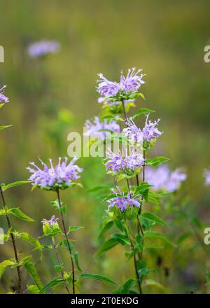 Photographier les fleurs sauvages est un passe-temps préféré de la mienne et Door County Wisconsin me donne amplement l'occasion de le faire. Banque D'Images