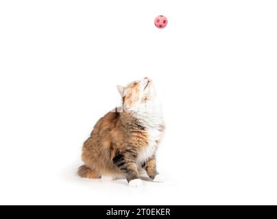Chat isolé regardant le jouet voler par. Mignon gamin calico moelleux et ludique regardant avec une posture du corps intense et la tête inclinée vers le haut à un ballon tout en sitt Banque D'Images