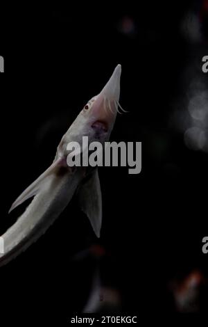 Poisson unique dans l'aquarium sombre Banque D'Images