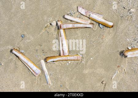 Palourde rasoir en forme d'épée (Ensis ensis), palourde rasoir incurvée sur la plage Banque D'Images