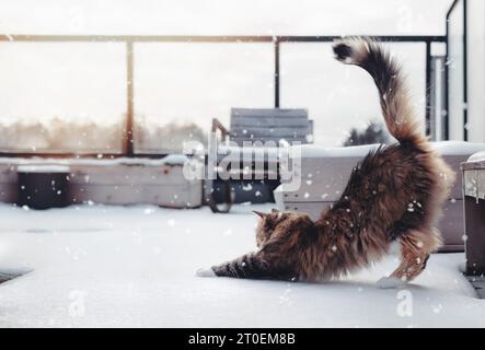 Chat mignon dans la neige sur le patio sur le toit. SideView de chat calico moelleux étirant détendu contre le soleil du matin pendant que la neige tombe. Animaux de compagnie dans la neige en arrière Banque D'Images