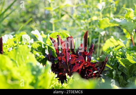 Salade rouge dans le jardin avec un feuillage luxuriant. Variété de plantes à salade presque prêtes à manger, poussant dans le jardin communautaire envahi. Bol à salade rouge légué Banque D'Images
