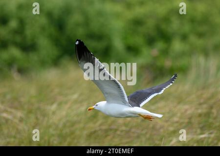 Goélands argentés (Larus argentatus) espèce d'oiseaux de la famille des goélands (Laridae) en vol. Banque D'Images