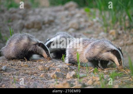 Trois jeunes blaireaux européens (Meles meles) juvéniles reniflant la terre pour les vers de terre et les insectes dans les champs / terres agricoles au crépuscule au printemps Banque D'Images