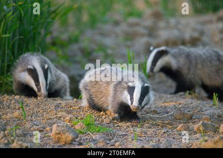 Trois jeunes blaireaux européens (Meles meles) juvéniles reniflant la terre pour les vers de terre et les insectes dans les champs / terres agricoles au crépuscule au printemps Banque D'Images