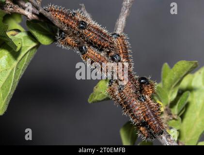 Les chenilles des premiers stades de l'Empereur commun Moth semblent très différentes des stades plus sombres et plus lager avant la pupitation. Banque D'Images