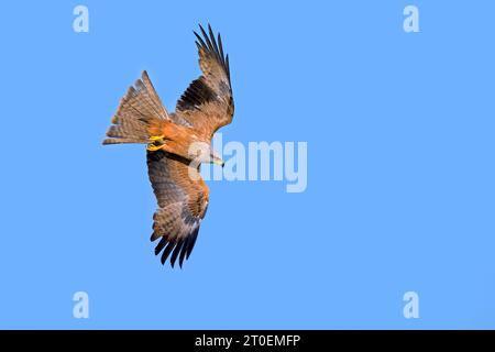 Plongée cerf-volant noir (Milvus migrans) oiseau de proie en vol contre le ciel bleu en été Banque D'Images
