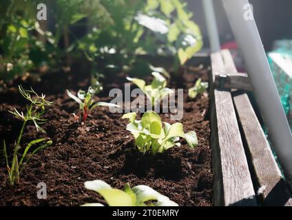 Jeunes semis de laitue dans le lit de jardin surélevé tôt le matin avec feuillage défocalisé. Rangée de plants de laitue Simpson précoce avant éclaircie. Connu sous le nom de Cabba Banque D'Images