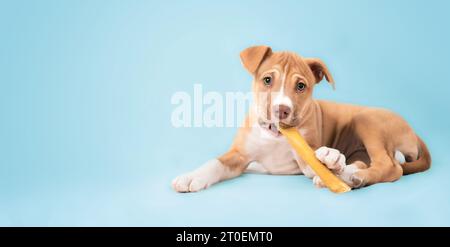 Chiot heureux avec bâton à mâcher dans la bouche sur fond bleu. Chien chiot mignon mâchant sur un grand bâton à mâcher dentaire tout en regardant la caméra. 9 semaines, female Banque D'Images