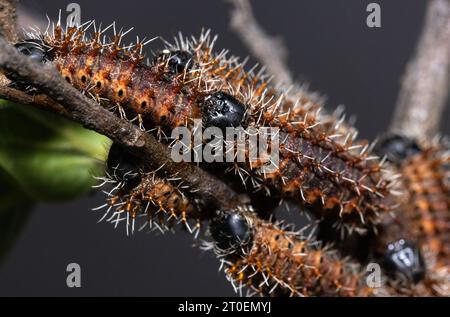 Les chenilles des premiers stades de l'Empereur commun Moth semblent très différentes des stades plus sombres et plus lager avant la pupitation. Banque D'Images