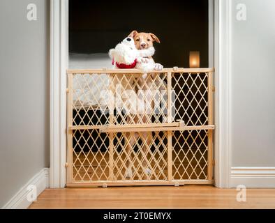 Chiot mignon debout derrière la porte pour animaux de compagnie avec jouet pour chien dans la bouche, attendant d'être laissé. Chien chiot debout sur les pattes arrière et regardant la caméra. 12 semaines, fem Banque D'Images