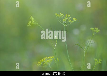 Petites fleurs jaunes de fenouil sauvage (Foeniculum vulgare) sur un champ, Allemagne Banque D'Images