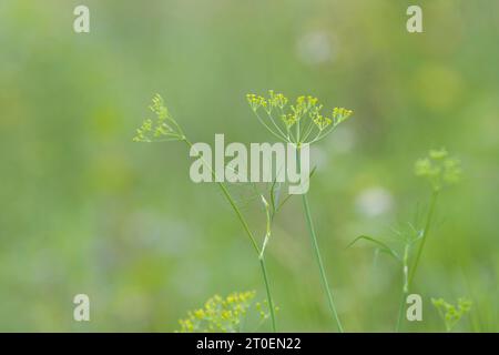 Petites fleurs jaunes de fenouil sauvage (Foeniculum vulgare) sur un champ, Allemagne Banque D'Images