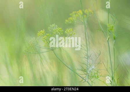 Fruits de fenouil sauvage (Foeniculum vulgare) dans un champ, Allemagne Banque D'Images