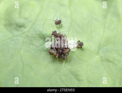 Coccinelles éclosant à partir d'une grappe d'œufs sur la feuille. Groupe de minuscules larves noires émergeant. Connu sous le nom de coccinelle, lady scaretière, lady clock et lady Fly. Beneficia Banque D'Images