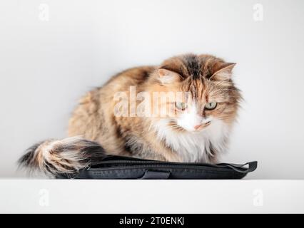 Chat moelleux assis sur le sac sur la table. Gros plan de chat mignon accroupi sur l'élément de propriétaire d'animal de compagnie. Concept pour pourquoi les chats se trouvent sur tout ou s'assoient sur des choses. Long ha Banque D'Images