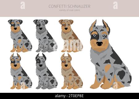 Confettis Schnauzer clipart. Mélange miniature de berger australien Schnauzer. Ensemble de couleurs de manteau différentes. Illustration vectorielle Illustration de Vecteur