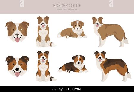 Bordure collie chien clipart. Ensemble de couleurs de manteau. Infographie sur les caractéristiques de toutes les races de chiens. Illustration vectorielle Illustration de Vecteur