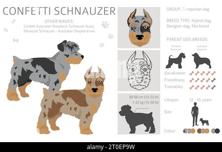 Confettis Schnauzer clipart. Mélange miniature de berger australien Schnauzer. Ensemble de couleurs de manteau différentes. Illustration vectorielle Illustration de Vecteur