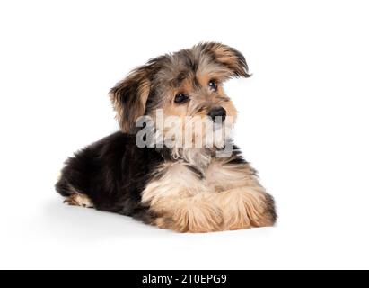 Chiot isolé couché sur le sol et regardant sur le côté. Petit chien chiot moelleux mignon. chien morkie mâle de 4 mois avec une longue fourrure noire et brune dans le besoin Banque D'Images