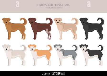 Clipart de mélange Labrador Husky. Labrador Retriever Siberian Husky mix. Ensemble de couleurs de manteau différentes. Illustration vectorielle Illustration de Vecteur