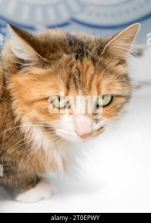 Chat moelleux regardant la caméra avec les yeux jaunes regardants ou flagrants tout en s'accroupant sur le sol. Langage corporel agacé ou en colère. Mignon orange noir et blanc Banque D'Images