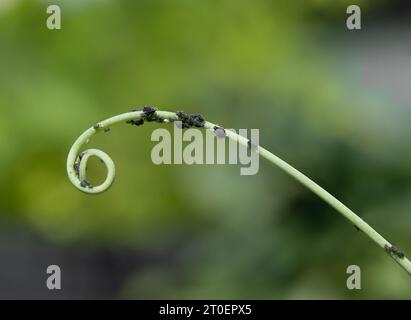 Colonie de pucerons noirs sur vigne de haricot avec feuillage défocalisé. Macro d'infestation de minuscules insectes noirs sur les plants de haricot. Les pucerons ou les poux aspirent la sève des plantes. A. Banque D'Images