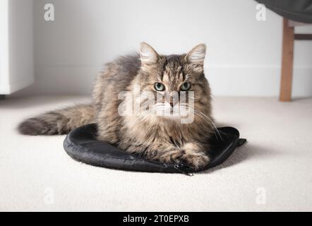 Chat tabby assis sur le sac tout en regardant la caméra. Mignon chat moelleux allongé sur quelque chose sur le sol. Concept pour pourquoi les chats se allongent sur tout ou s'assoient sur TH Banque D'Images