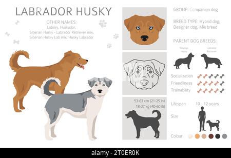 Clipart de mélange Labrador Husky. Labrador Retriever Siberian Husky mix. Ensemble de couleurs de manteau différentes. Illustration vectorielle Illustration de Vecteur