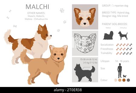 Malchi Clipart. Mélange maltais de Chihuahua. Ensemble de couleurs de manteau différentes. Illustration vectorielle Illustration de Vecteur