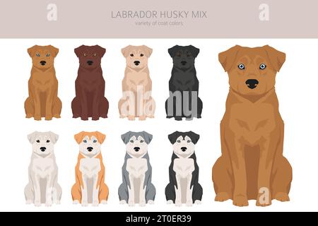 Clipart de mélange Labrador Husky. Labrador Retriever Siberian Husky mix. Ensemble de couleurs de manteau différentes. Illustration vectorielle Illustration de Vecteur