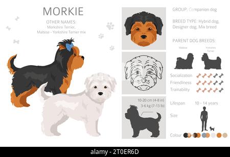 Morkie clipart. Mélange de Yorkshire terrier maltais. Ensemble de couleurs de manteau différentes. Illustration vectorielle Illustration de Vecteur
