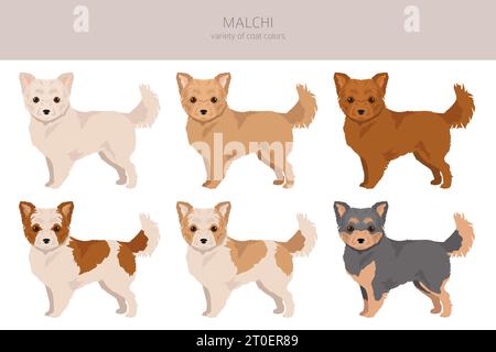 Malchi Clipart. Mélange maltais de Chihuahua. Ensemble de couleurs de manteau différentes. Illustration vectorielle Illustration de Vecteur