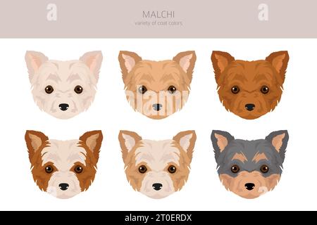 Malchi Clipart. Mélange maltais de Chihuahua. Ensemble de couleurs de manteau différentes. Illustration vectorielle Illustration de Vecteur