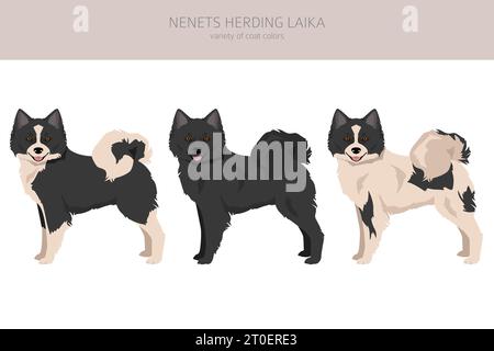 Des Nenets défendant le clipart de Laika. Toutes les couleurs de pelage. ; Infographie des caractéristiques de toutes les races de chiens. Illustration vectorielle Illustration de Vecteur