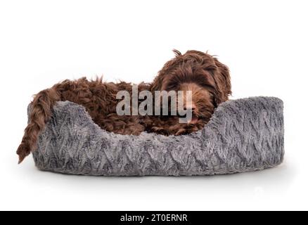 Chiot moelleux dans le lit de chien. Chien chiot mignon couché détendu sur un grand lit pour animal de compagnie ou un oreiller avec la bouche ouverte. chien labradoodle femelle de 3 mois, chocolat ou br Banque D'Images